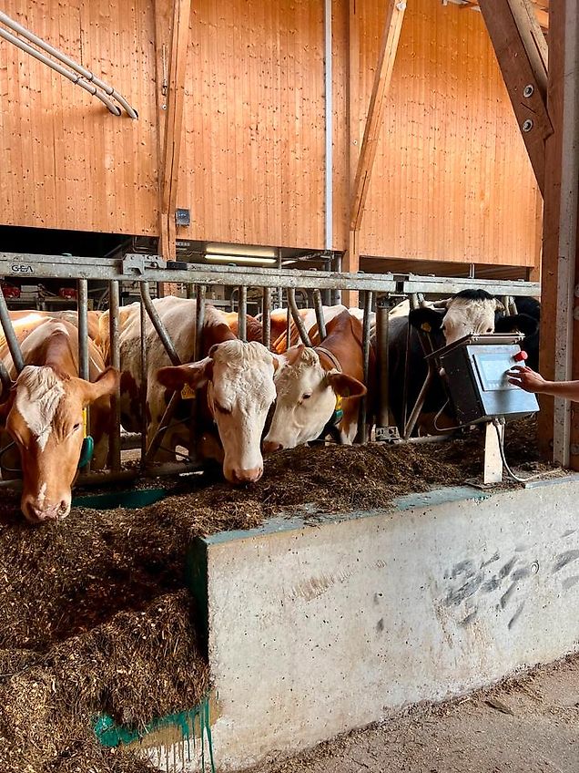 Feedstar Futterband für den Stall *Diverse Längen* - NEU