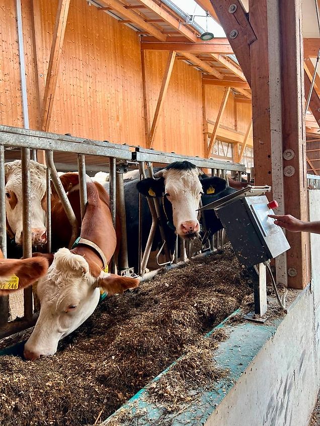 Feedstar Futterband für den Stall *Diverse Längen* - NEU